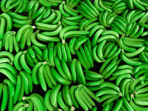 Ecuador y Rusia firmarán memorándum de entendimiento tras ratificación del levantamiento de sanciones a exportadoras de banano