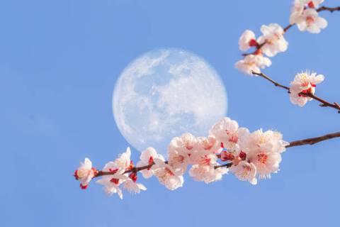 Luna llena de mayo 2023 ¿Por qué se llama luna de flores y cómo puede transformar a tu signo del zodiaco?