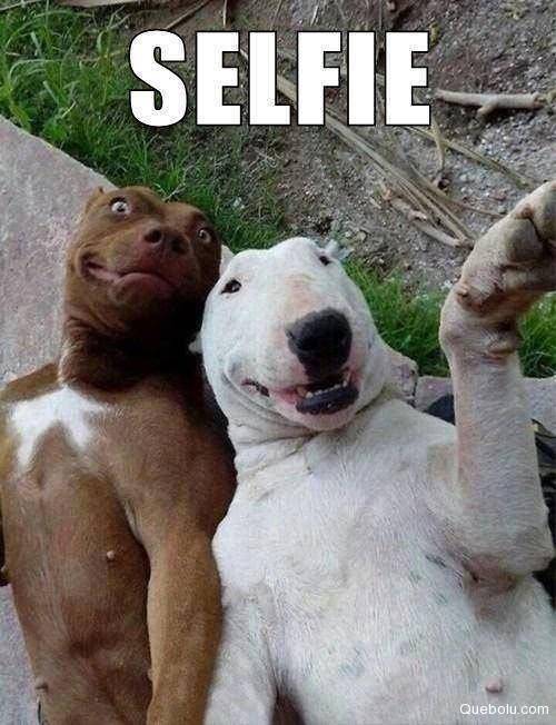 Hoy Es El Dia Del Perro Estos Son Los 10 Memes Mas Divertidos Y Tiernos Sociedad La Revista El Universo