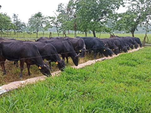 Hacienda San Adolfo aplica la ganadería regenerativa, ahora con su reciente Certificación Carbono Negativo