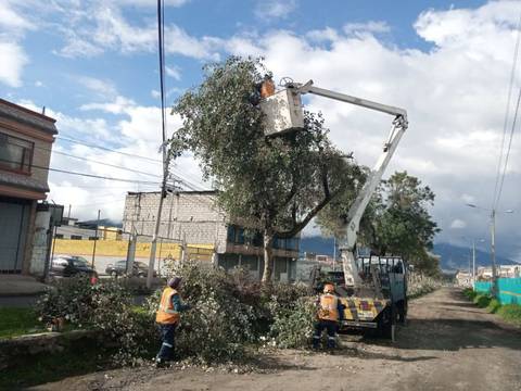 Cabildo interviene unos 350 árboles cada semana en Quito