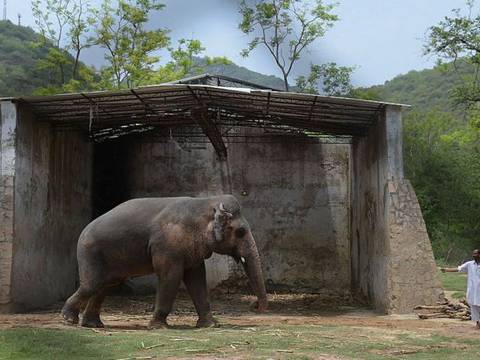 La historia de Kaavan, el "elefante más solitario del mundo" que fue liberado tras la presión de Cher
