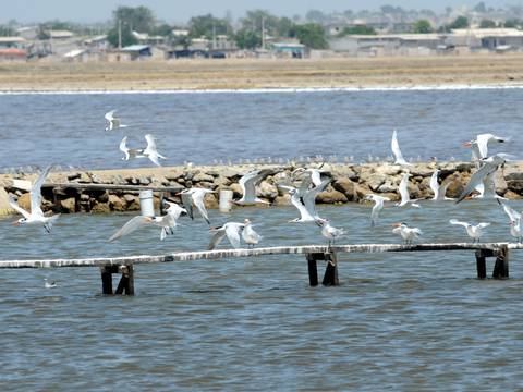Ecuador activa protocolo ante presencia de aves muertas en distintas playas del país