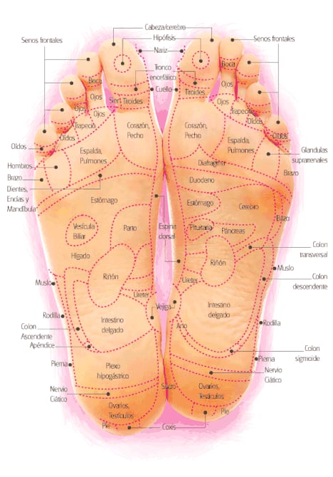 Reflexologia empeine cheap
