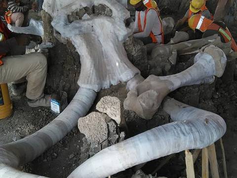 Arqueólogos hallan un cementerio de mamuts en la zona donde se construye aeropuerto en Ciudad de México