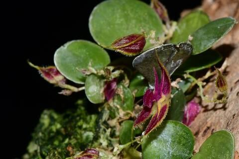 Tres nuevas especies de orquídeas descubiertas en Ecuador, en las provincias de Azuay y Zamora Chinchipe