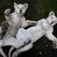 Dos cachorros de león blanco son exhibidos en México