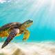 Leonardo Di Caprio hace petición pública para proteger la vida marina en las islas Galápagos