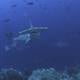 Tiburones no nacidos, inmaduros y sin aletas fueron encontrados en barco chino retenido en Galápagos