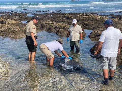 Rescatan delfín que se varó en una zona de Punta Carnero, en Santa Elena