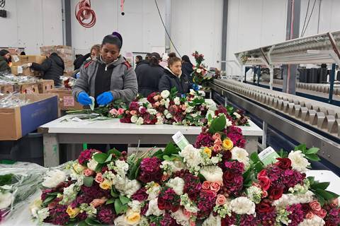 Exportación de flores también genera trabajo a los ecuatorianos en Estados Unidos