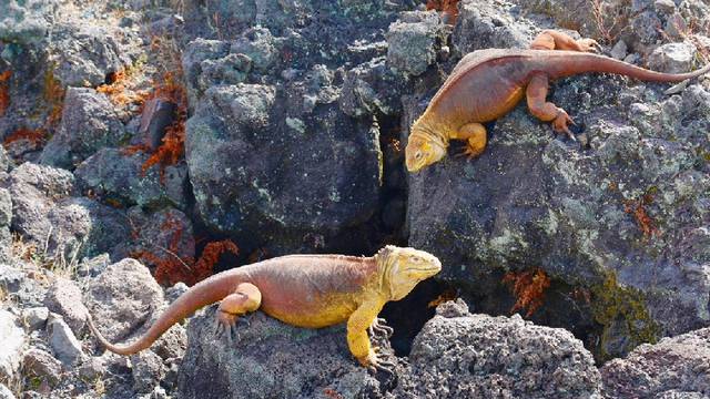 ¿Qué hay en Fernandina?, isla de Galápagos en donde volcán inició nuevo proceso eruptivo