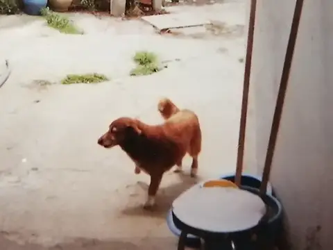 Récord Guinness reconoce a Bobi, un perro portugués, como el más viejo del mundo con 30 años y 267 días de existencia