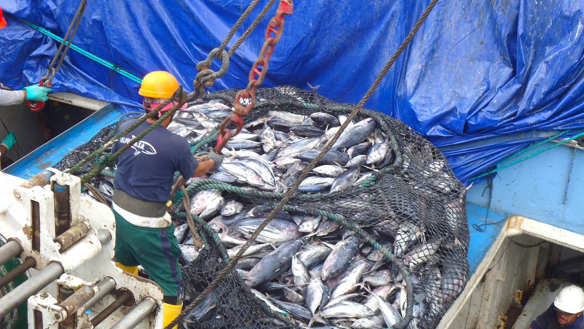 La pesca cerró el 2023 con 5,4 % menos en exportaciones, Estados Unidos,  España y China registraron disminuciones, Economía, Noticias
