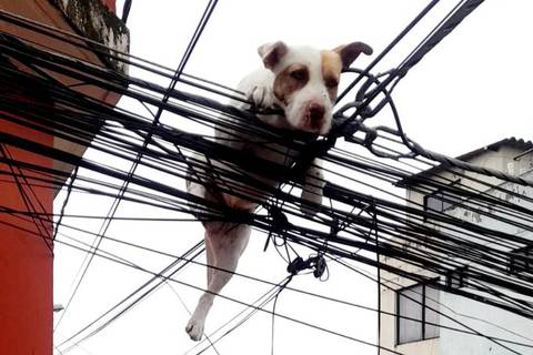 Perro atrapado en cables fue rescatado por bomberos en Quito