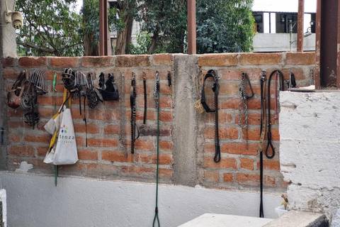 Municipio de Quito descubrió un centro de adiestramiento canino donde aparentemente se maltrataba a los animales 