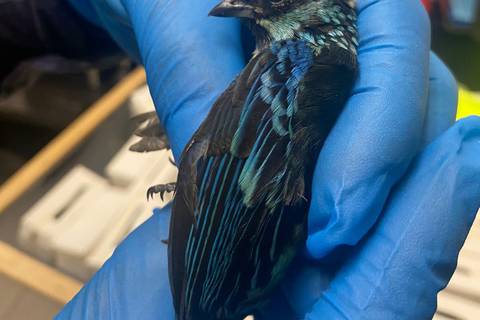 Policía ambiental rescata a 22 aves que iban a ser traficadas a través del aeropuerto de Quito