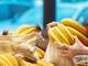 Más de la mitad del banano orgánico ecuatoriano va a la Unión Europea