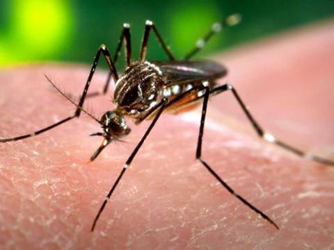 Se confirman primeros casos de Zika en India 