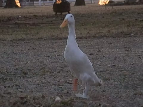 Prótesis creada por estudiantes de Arkansas permite a un pato caminar con normalidad
