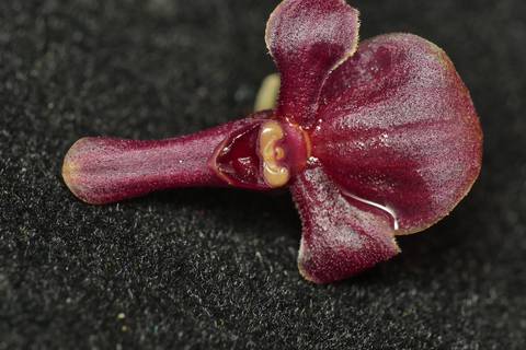 Orquídeas amenazadas en Ecuador: ¡descubren especies únicas en el sur del país!