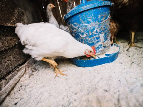 ¿Cómo detectar la influenza aviar en humanos? Signos y síntomas que revelan la infección