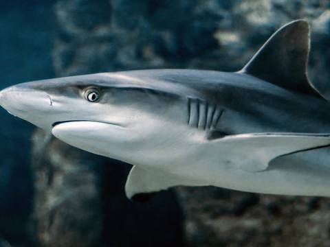 Un tiburón de gran tamaño se pasea entre bañistas en una playa de Florida, EE.UU.