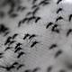 Ministerio de Salud confirma los primeros 4 fallecidos por dengue en Ecuador