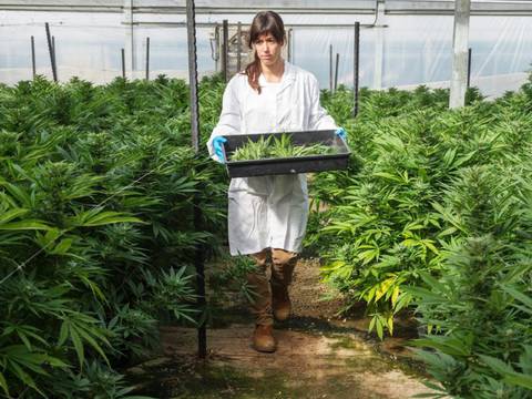 Israel exportará cannabis medicinal