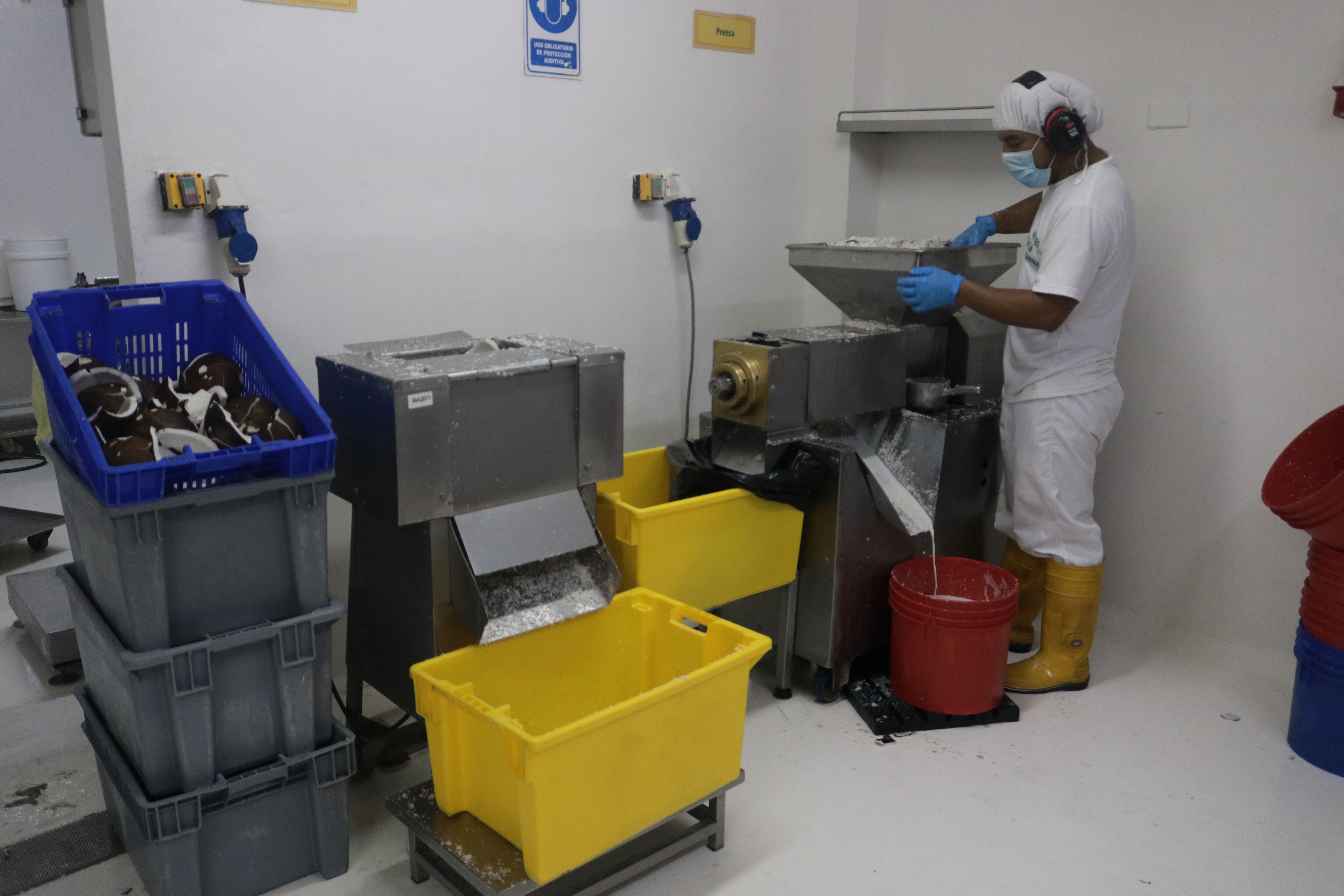 Pandemia golpeó las exportaciones y venta de coco en Ecuador; el sector aún se está recuperando