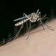 Métodos caseros para eliminar al mosquito que transmite el dengue