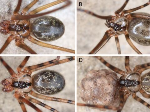 Ocho nuevas especies de araña son descubiertas en Ecuador