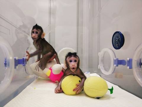Científicos clonan dos monos empleando mismo método de la oveja Dolly