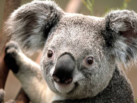 Logran secuenciar el genoma del koala