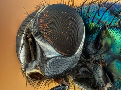 Los fósiles en ámbar que revelan los verdaderos colores de los insectos antiguos