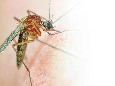 ¿Cómo se transmite el paludismo?: Estos son los síntomas y cómo evitarlo