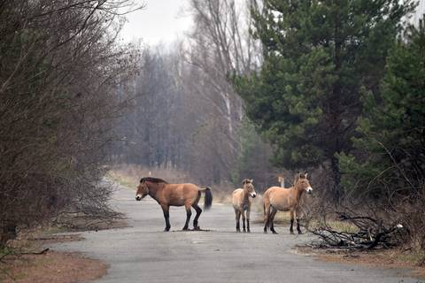 Chernóbil, símbolo del resurgir de los caballos Przewalski 