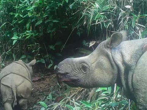 Una cría salvaje de rinoceronte de Java, especie amenazada, da esperanzas en Indonesia