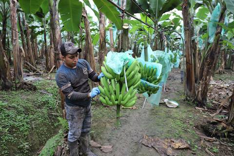 Lento registro de contratos de banano para 2024 enfrenta a exportadores y productores, pero están unidos contra política de precios de europeos