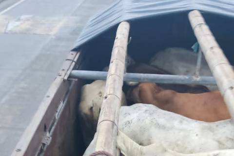 Tras denuncia de robo de ganado en zona rural de Manabí, detienen a dos personas
