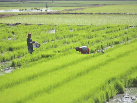 Nuevo clúster busca que producción de arroz crezca a 7 toneladas por hectárea y generar $ 240 millones adicionales en exportaciones 