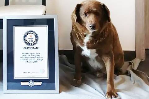 Retiran el récord Guinness a Bobi, que era considerado el perro más longevo del mundo