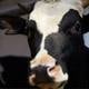 Investigadores crean vacas más pequeñas que dan más leche