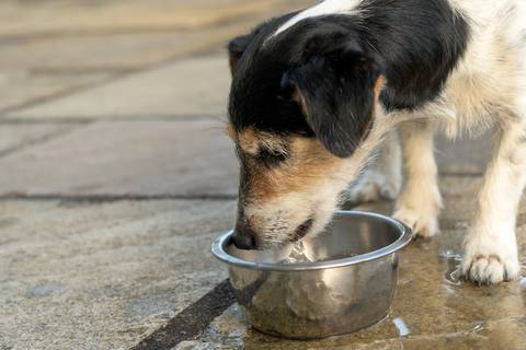 Campaña busca recaudar fondos para fundaciones de rescate animal en Quito y Guayaquil