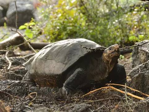 Confirman que Fernanda, la tortuga “fantástica” de Galápagos, pertenece a una especie que se creía extinguida hace más de cien años