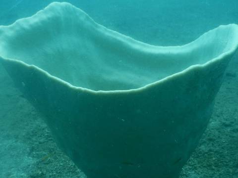  Una insólita esponja de gran tamaño fue descubierta en el fondo marino de Camboya