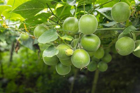 El edulcorante elaborado con una fruta que es sustituto del azúcar para personas con diabetes y ayuda a bajar de peso