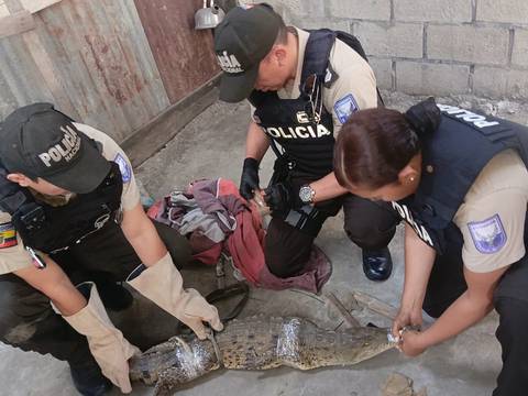 Policía de Medio Ambiente rescata un caimán en el sector de Trinipuerto, sur de Guayaquil 