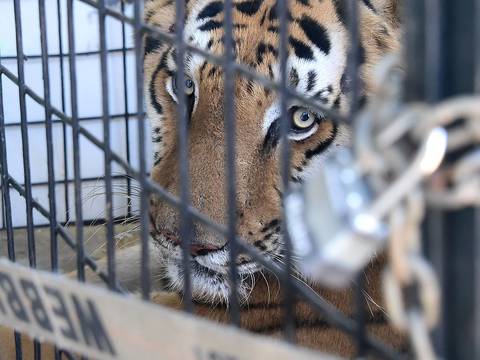 El Fondo mundial para la Naturaleza exige el cierre de las granjas de tigres 