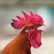 India investiga su primera muerte por gripe aviar